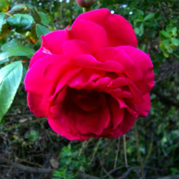 Meet your Posher, Misty - Picture 1 of 1